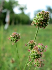 Kleiner Wiesenknopf (Sanguisorba minor) auf einer Streuobstwiese in Hockenheim