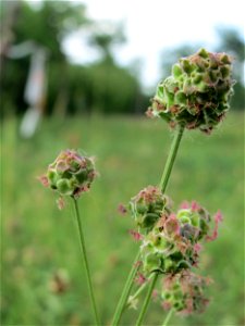 Kleiner Wiesenknopf (Sanguisorba minor) auf einer Streuobstwiese in Hockenheim photo