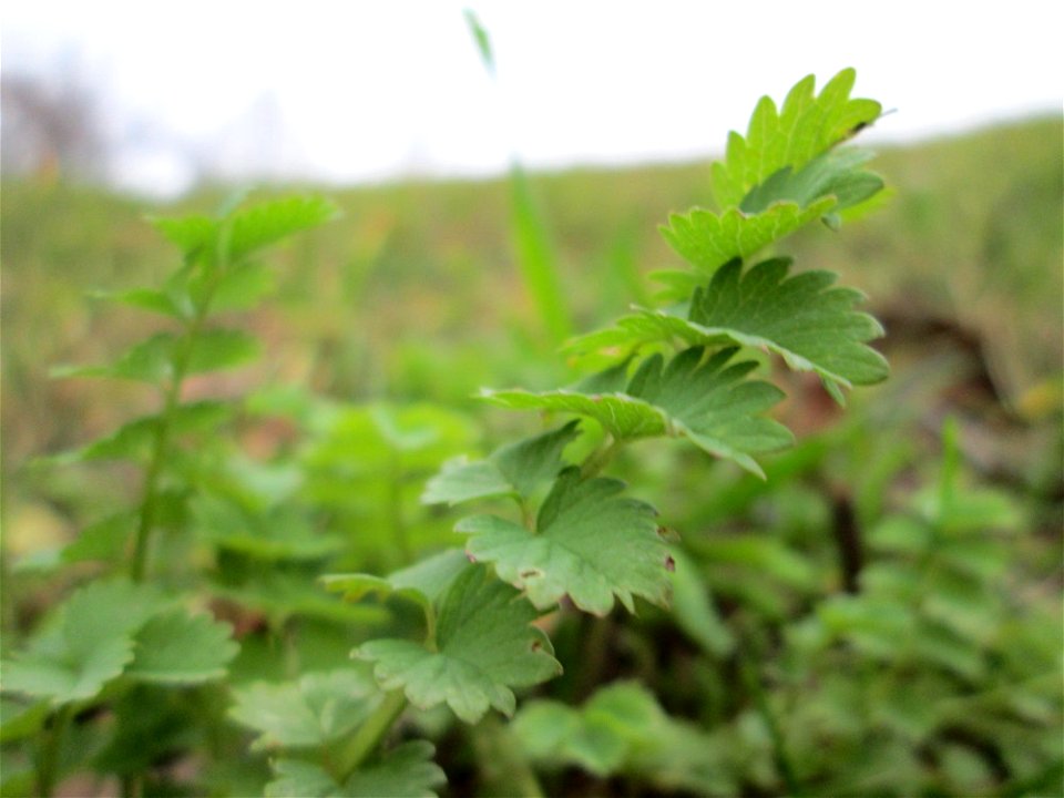 Grundblätter vom Kleinen Wiesenknopf (Sanguisorba minor) in Saarbrücken