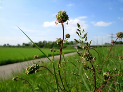 Kleiner Wiesenknopf (Sanguisorba minor) am Kraichbachdamm im Landschaftsschutzgebiet „Hockenheimer Rheinbogen“