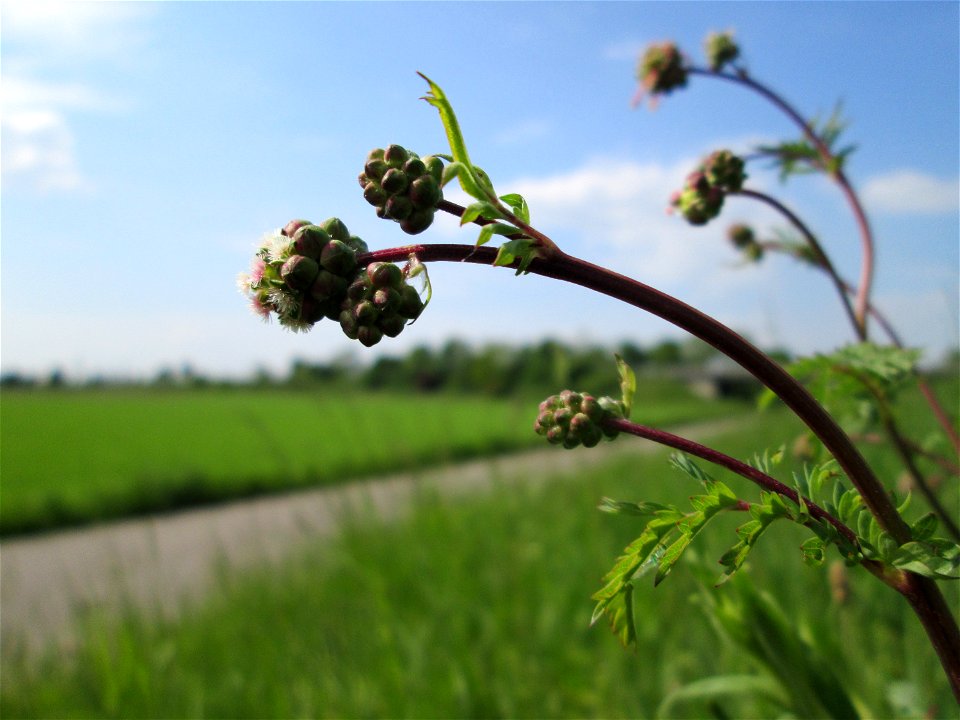 Kleiner Wiesenknopf (Sanguisorba minor) am Kraichbachdamm im Landschaftsschutzgebiet „Hockenheimer Rheinbogen“