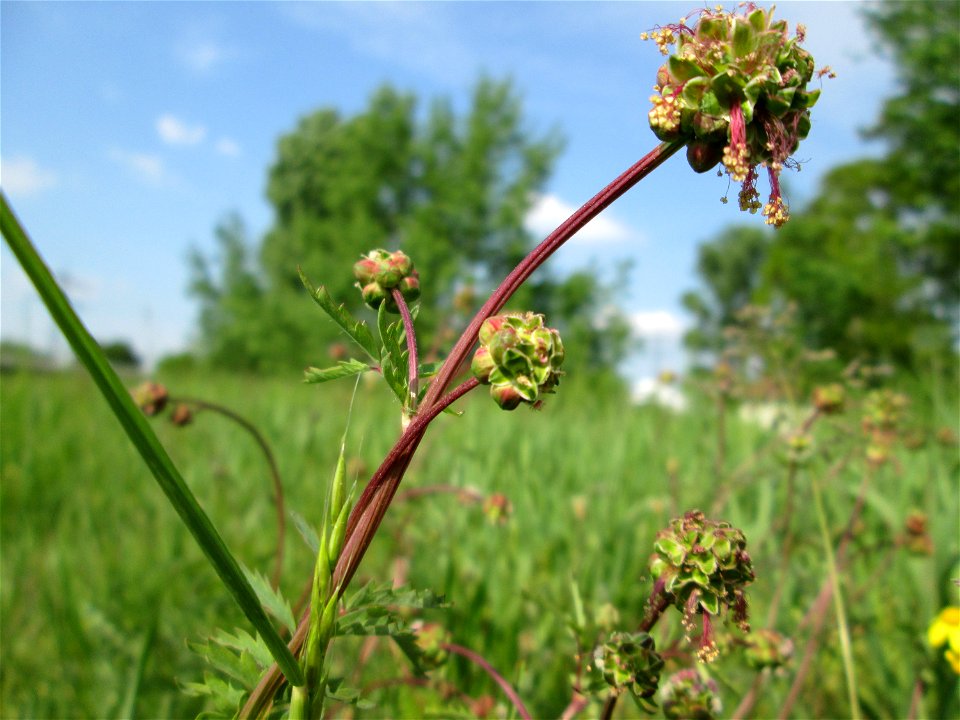 Kleiner Wiesenknopf (Sanguisorba minor) am Kraichbachdamm im Landschaftsschutzgebiet „Hockenheimer Rheinbogen“