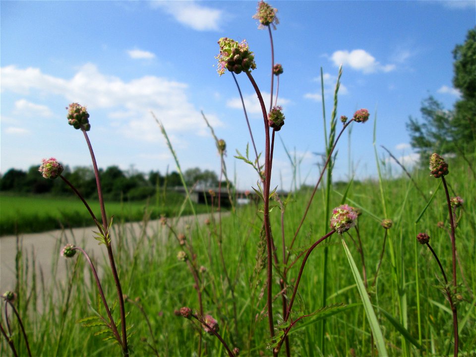 Kleiner Wiesenknopf (Sanguisorba minor) am Kraichbachdamm im Landschaftsschutzgebiet „Hockenheimer Rheinbogen“