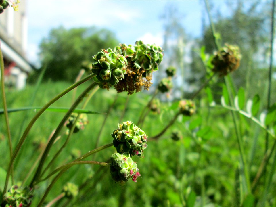 Kleiner Wiesenknopf (Sanguisorba minor) an der Saar in Saarbrücken