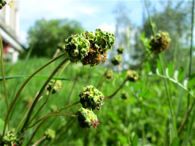 Kleiner Wiesenknopf (Sanguisorba minor) an der Saar in Saarbrücken