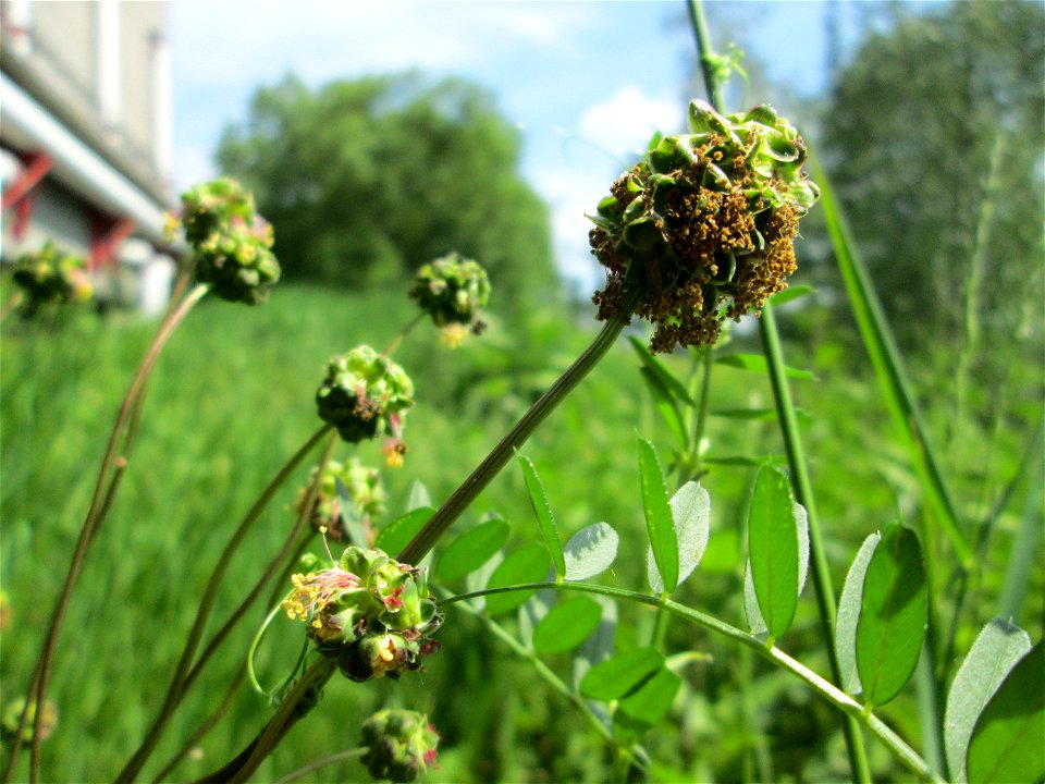 Kleiner Wiesenknopf (Sanguisorba minor) an der Saar in Saarbrücken