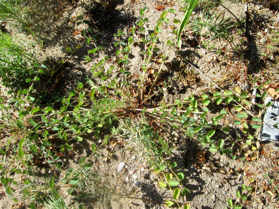 Kleiner Wiesenknopf (Sanguisorba minor) an der Böschung der A6 in der Schwetzinger Hardt - an diesem Abschnitt bietet der Autobahnrand eine binnendünenartige Situation