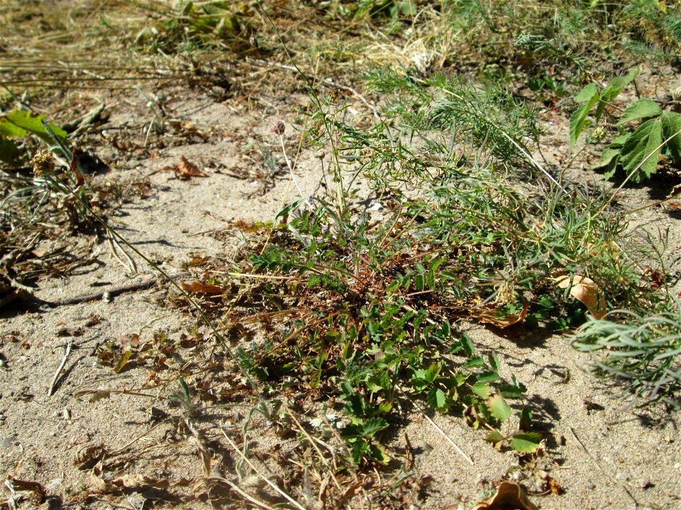 Kleiner Wiesenknopf (Sanguisorba minor) an der Böschung der A6 in der Schwetzinger Hardt - an diesem Abschnitt bietet der Autobahnrand eine binnendünenartige Situation