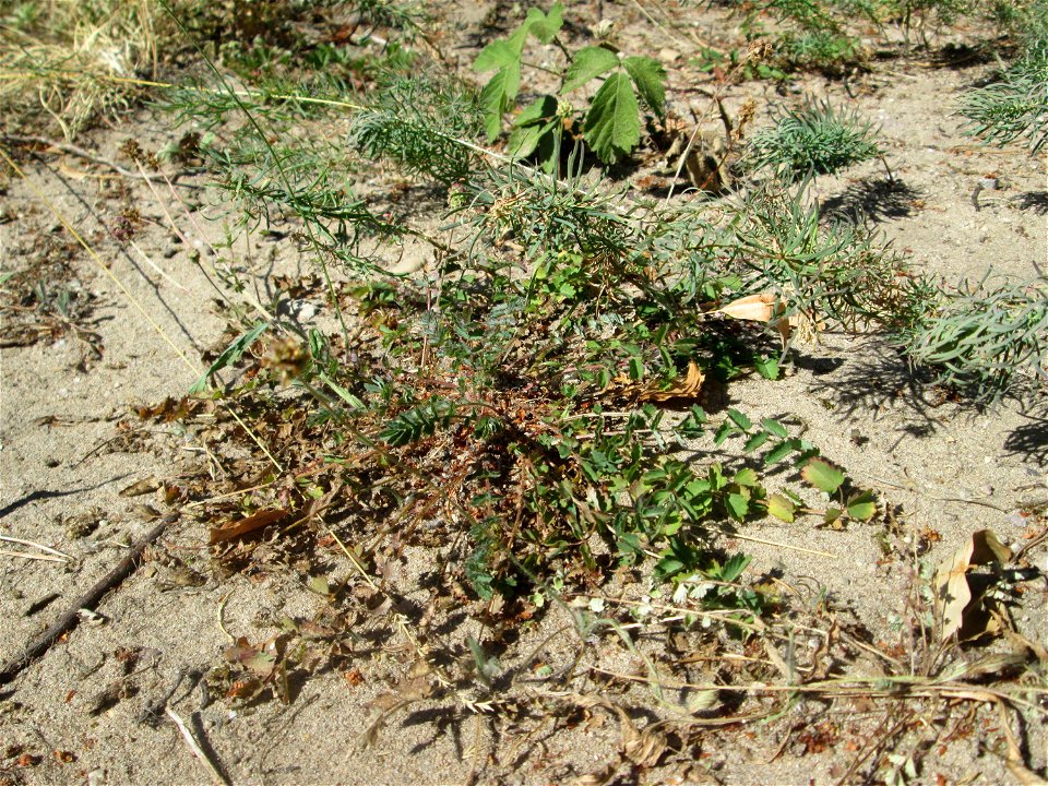 Kleiner Wiesenknopf (Sanguisorba minor) an der Böschung der A6 in der Schwetzinger Hardt - an diesem Abschnitt bietet der Autobahnrand eine binnendünenartige Situation
