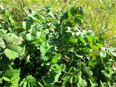 Grundblätter vom Kleinen Wiesenknopf (Sanguisorba minor) bei Mechtersheim