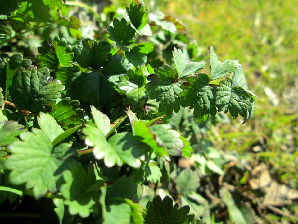 Grundblätter vom Kleinen Wiesenknopf (Sanguisorba minor) bei Mechtersheim