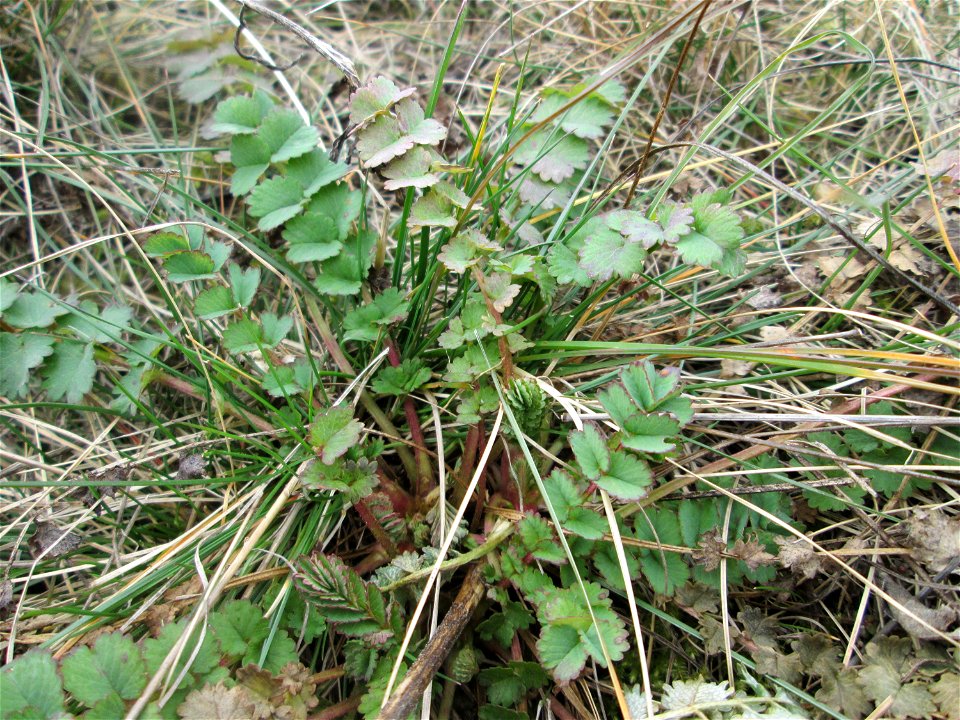 Grundblätter vom Kleinen Wiesenknopf (Sanguisorba minor) auf einer Reptilien- und Insekten-Schutzfläche bei Oftersheim