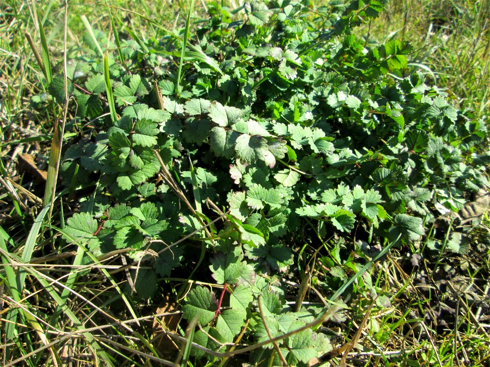 Grundblätter vom Kleinen Wiesenknopf (Sanguisorba minor) bei Mechtersheim
