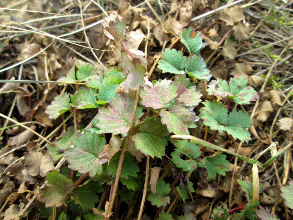 Grundblätter vom Kleinen Wiesenknopf (Sanguisorba minor) auf einer Reptilien- und Insekten-Schutzfläche bei Oftersheim