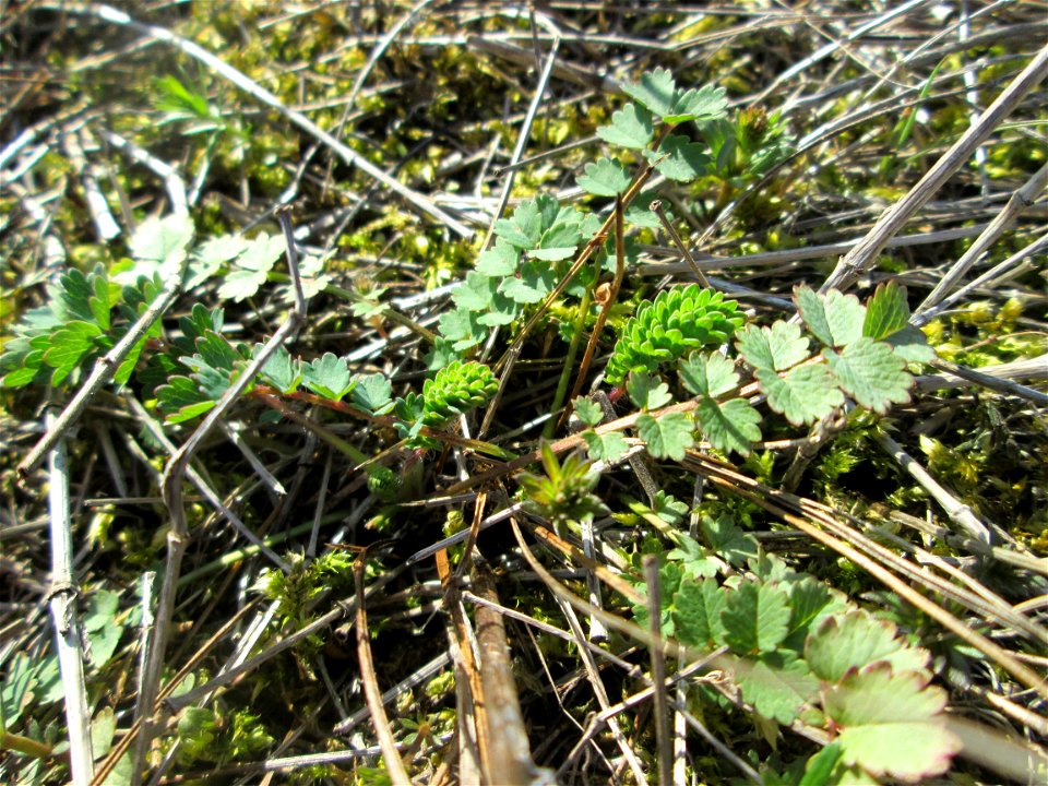 Grundblätter vom Kleinen Wiesenknopf (Sanguisorba minor) in den Horststückern im Landschaftsschutzgebiet „Hockenheimer Rheinbogen“