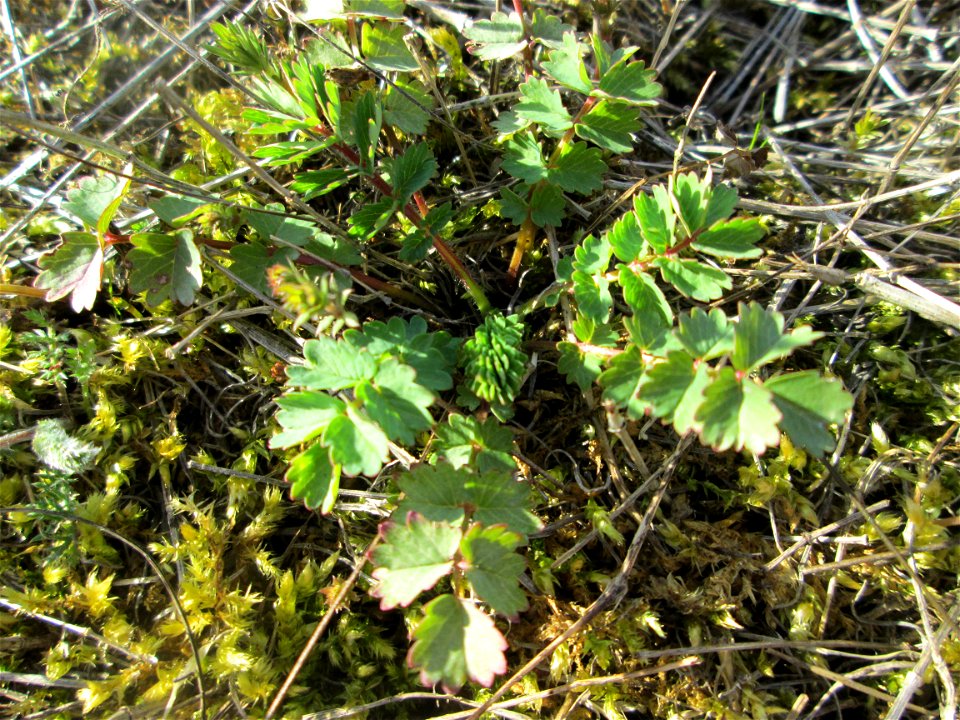 Grundblätter vom Kleinen Wiesenknopf (Sanguisorba minor) in den Horststückern im Landschaftsschutzgebiet „Hockenheimer Rheinbogen“