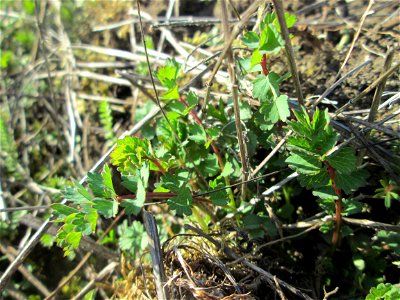 Grundblätter vom Kleinen Wiesenknopf (Sanguisorba minor) in den Horststückern im Landschaftsschutzgebiet „Hockenheimer Rheinbogen“