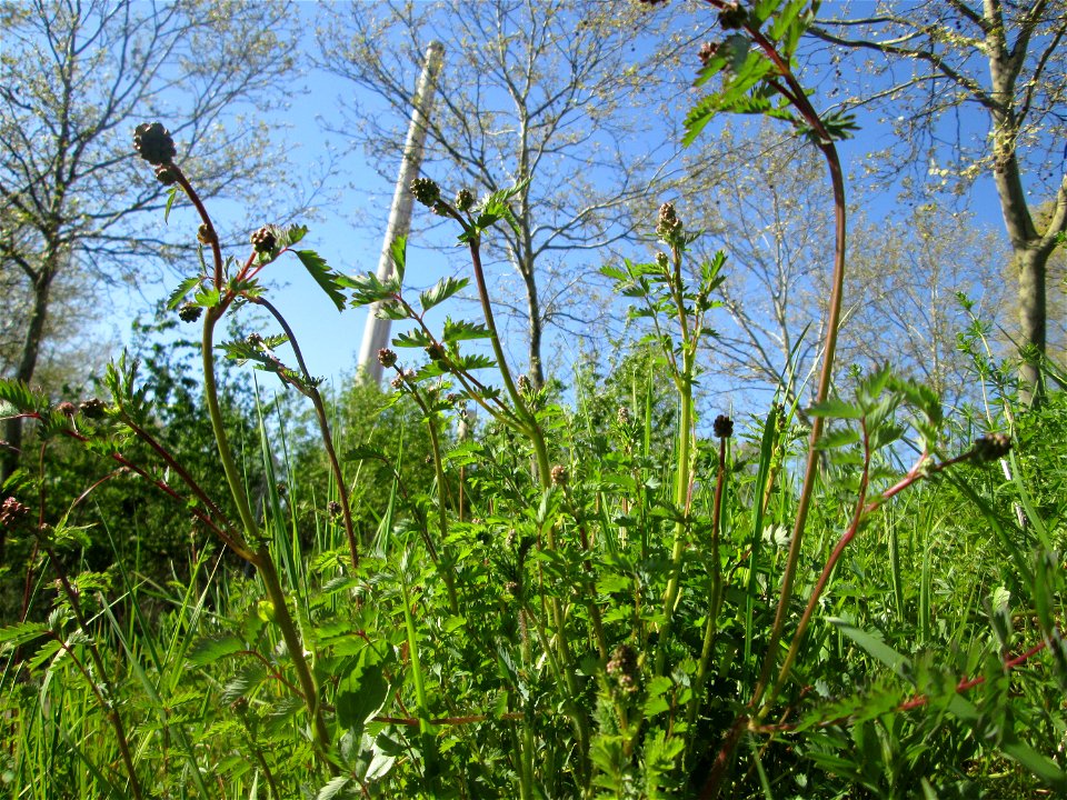 Kleiner Wiesenknopf (Sanguisorba minor) in Saarbrücken