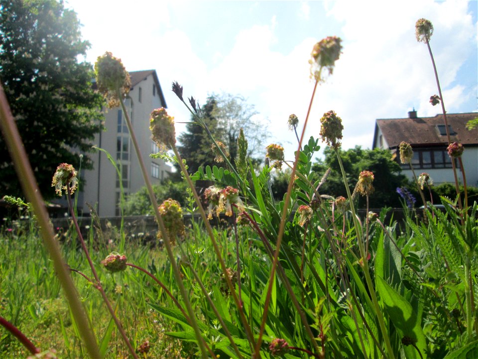 Kleiner Wiesenknopf (Sanguisorba minor) auf einem Blühstreifen in Hockenheim