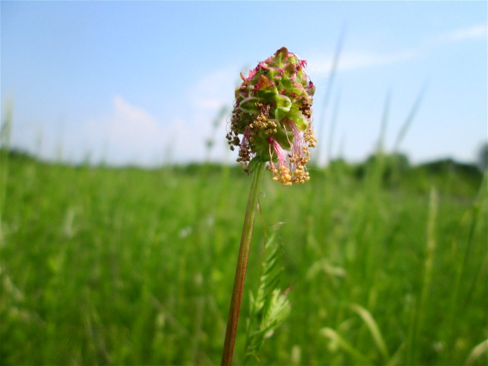 Kleiner Wiesenknopf (Sanguisorba minor) auf einer Ausgleichsfläche in den Horststückern im Landschaftsschutzgebiet „Hockenheimer Rheinbogen“
