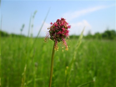 Kleiner Wiesenknopf (Sanguisorba minor) auf einer Ausgleichsfläche in den Horststückern im Landschaftsschutzgebiet „Hockenheimer Rheinbogen“