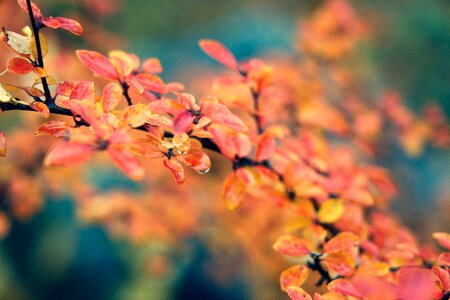 Bush hedge red photo