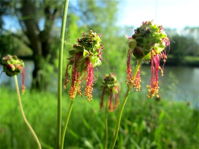 Kleiner Wiesenknopf (Sanguisorba minor) an der Saar in Saarbrücken