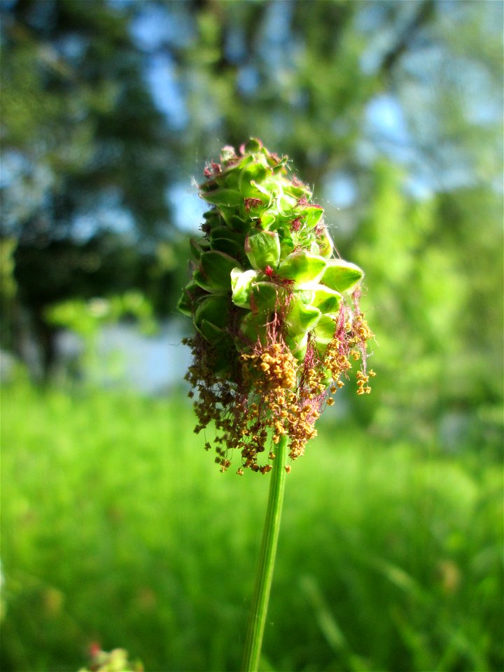 Kleiner Wiesenknopf (Sanguisorba minor) an der Saar in Saarbrücken