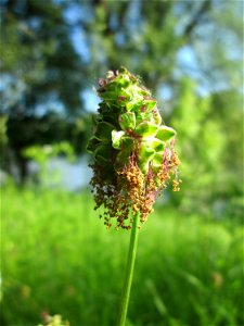Kleiner Wiesenknopf (Sanguisorba minor) an der Saar in Saarbrücken