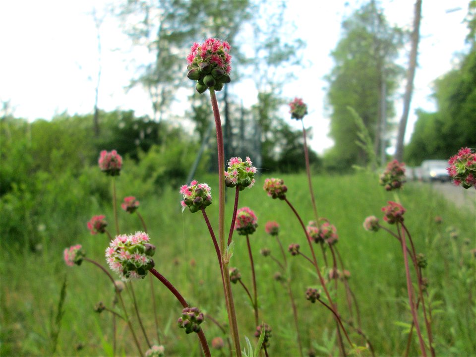 Kleiner Wiesenknopf (Sanguisorba minor) in Brebach