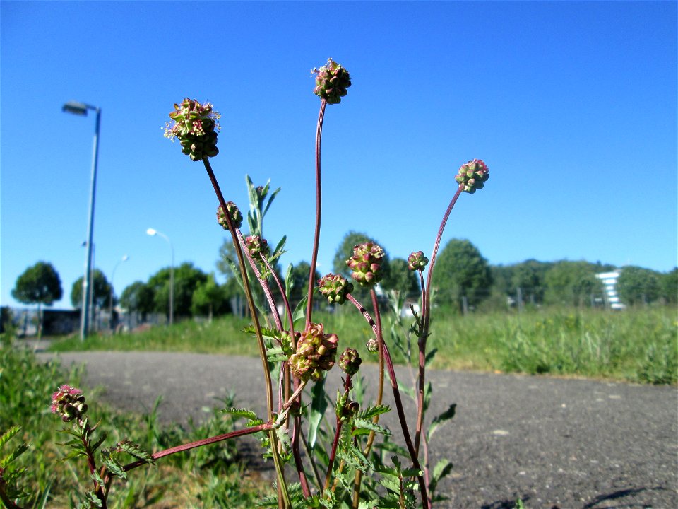 Kleiner Wiesenknopf (Sanguisorba minor) auf einer Wiese neben der Ostspange in Saarbrücken