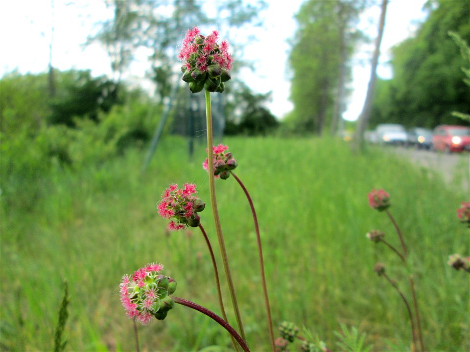 Kleiner Wiesenknopf (Sanguisorba minor) in Brebach