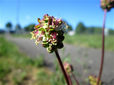 Kleiner Wiesenknopf (Sanguisorba minor) auf einer Wiese neben der Ostspange in Saarbrücken