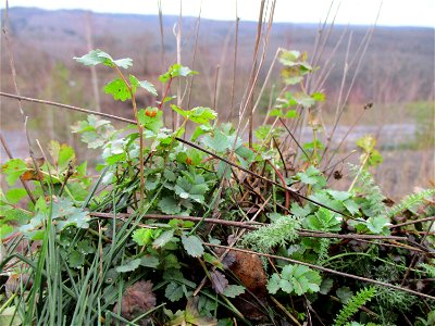 Kleiner Wiesenknopf (Sanguisorba minor) auf der Bergehalde „Lydia“ der Grube Camphausen photo