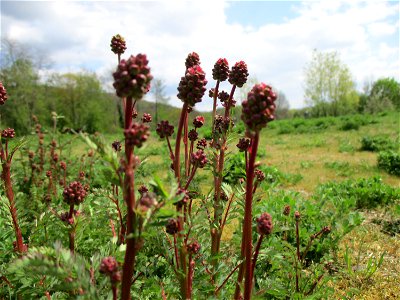 Kleiner Wiesenknopf (Sanguisorba minor) am Osthafen Saarbrücken