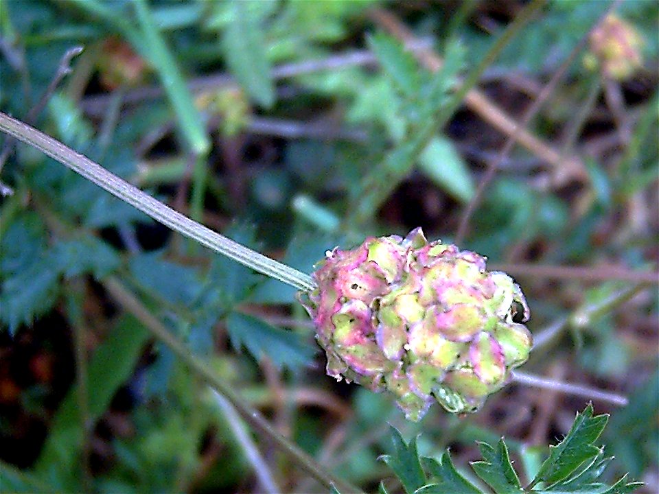 {{Sanguisorba minor inflorescence, Dehesa Boyal de Puertollano, Spain}}