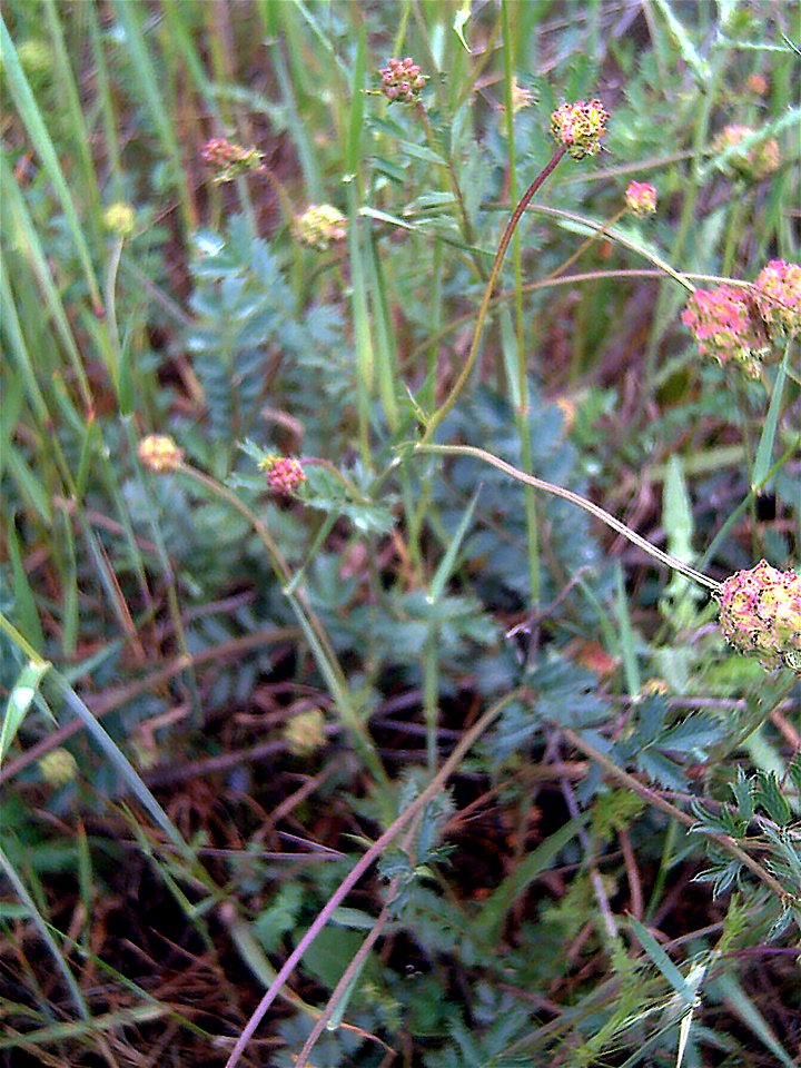 {{Sanguisorba minor habitus, Dehesa Boyal de Puertollano, Spain}}