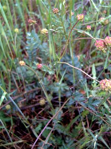{{Sanguisorba minor habitus, Dehesa Boyal de Puertollano, Spain}}