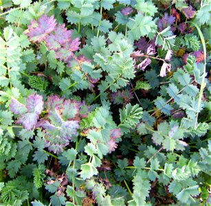Sanguisorba minor in Novembre, Castelltallat, Catalonia