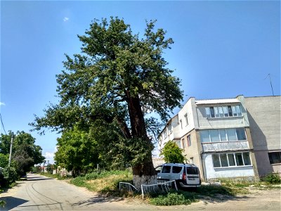 Păr pădureț, monument al naturii amplasat în mun. Chișinău, orașul Durlești, str. N. Testemițanu 53, la periferia de nord-vest (cod MD-C-mn.Cb-149)





This is a photo of a natural heritage site 
