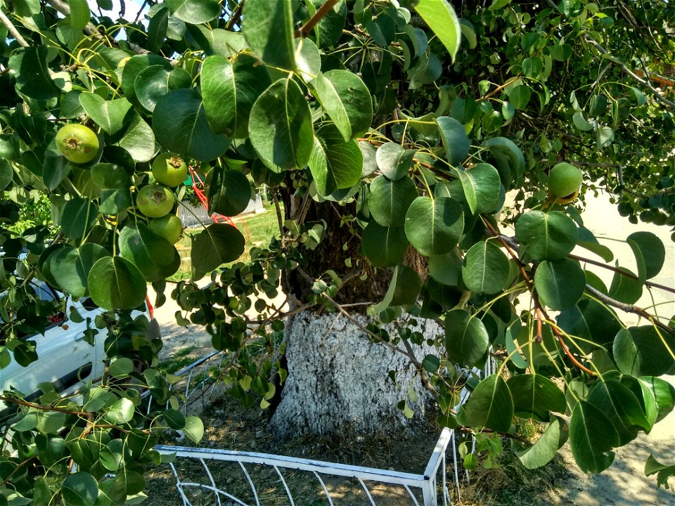 Păr pădureț, monument al naturii amplasat în mun. Chișinău, orașul Durlești, str. N. Testemițanu 53, la periferia de nord-vest (cod MD-C-mn.Cb-149)





This is a photo of a natural heritage site 