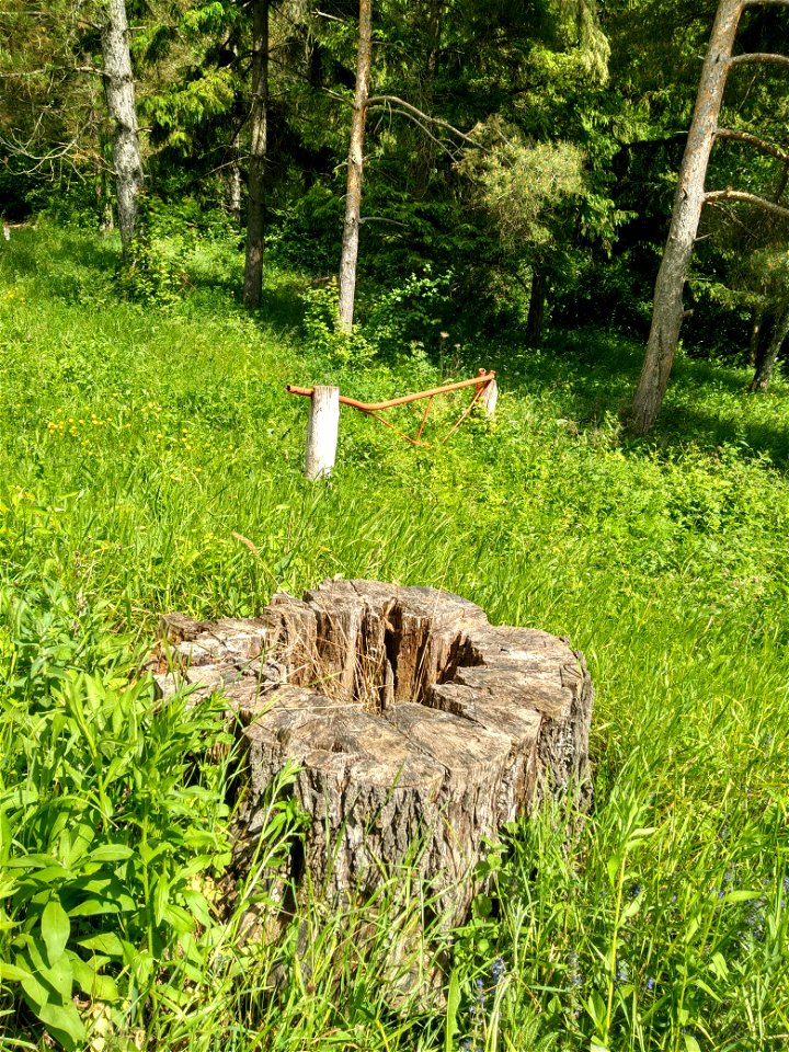 Păr pădureț, monument al naturii amplasat în raionul Strășeni, ocolul silvic Strășeni, Strășeni, parcela 15, subparcela 13 (cod MD-ST-mn.Cb-101)





This is a photo of a natural heritage site in 