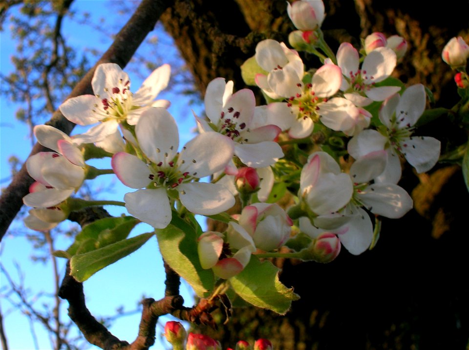 Pyrus pyraster or Wild pear, North Ayrshire, Scotland