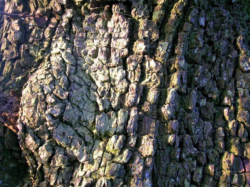 Pyrus pyraster or Wild Pear tree bark