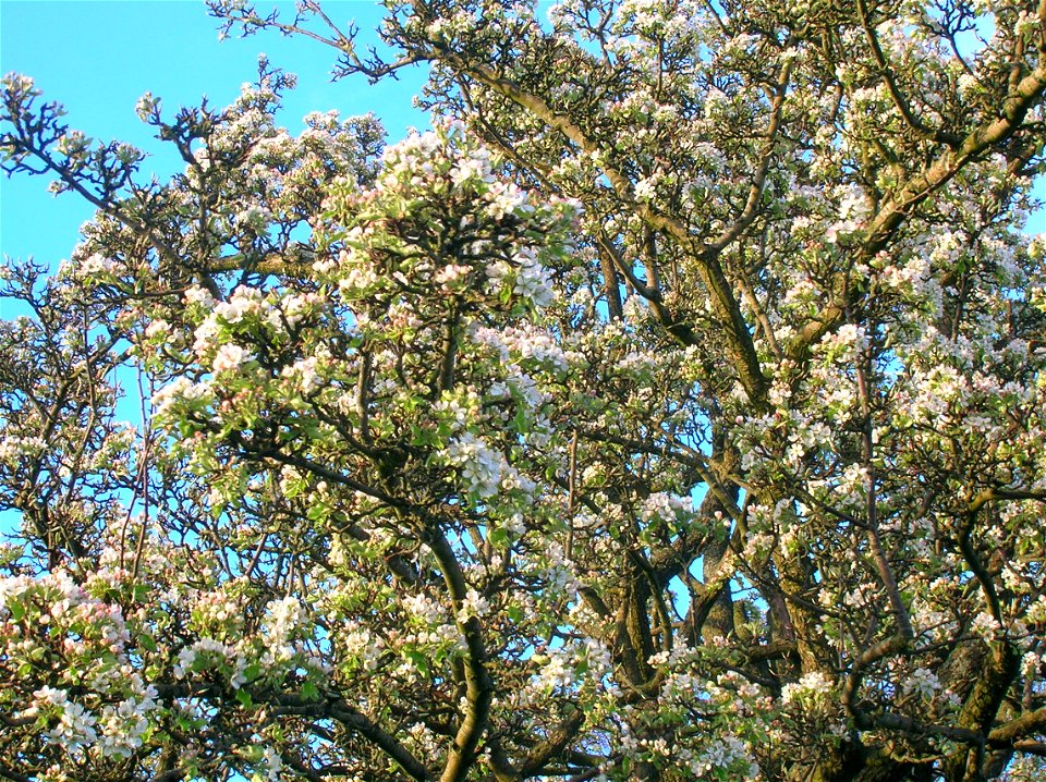 Wild Pear Tree (Pyrus pyraster) in full blossom. North Ayrshire, Scotland.