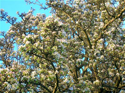 Wild Pear Tree (Pyrus pyraster) in full blossom. North Ayrshire, Scotland.