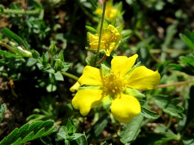 Kriechendes Fingerkraut (Potentilla reptans) bei Reilingen