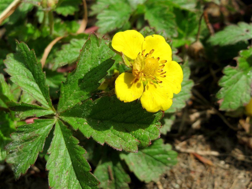 Kriechendes Fingerkraut (Potentilla reptans) an der Saar in Saarbrücken