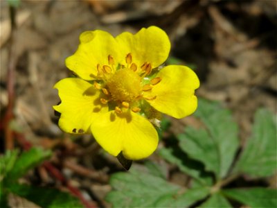 Kriechendes Fingerkraut (Potentilla reptans) an der Saar in Saarbrücken