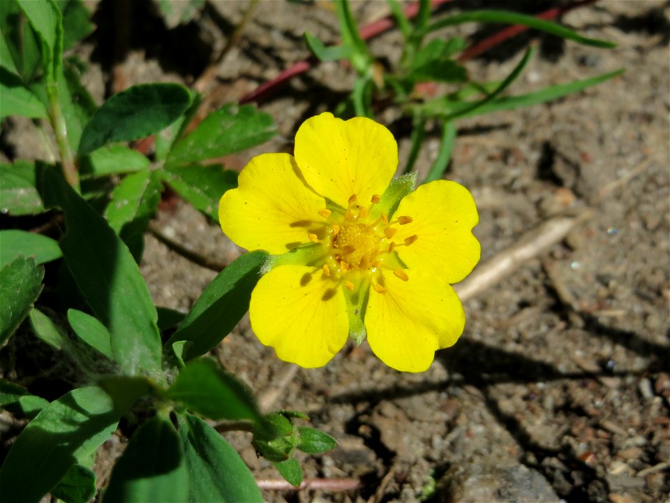 Kriechendes Fingerkraut (Potentilla reptans) im Naturschutzgebiet Mirabellenhecke in den Horststückern